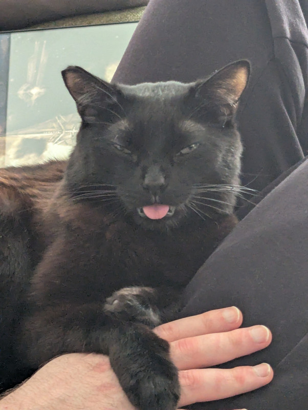 black cat with blep