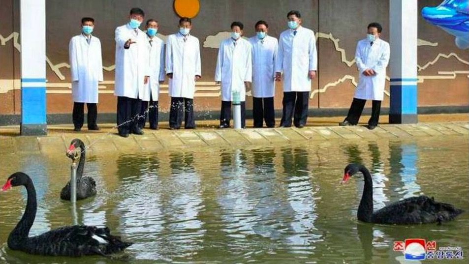 Gobierno de Corea afirma que la carne de cisne negro puede curar el cáncer