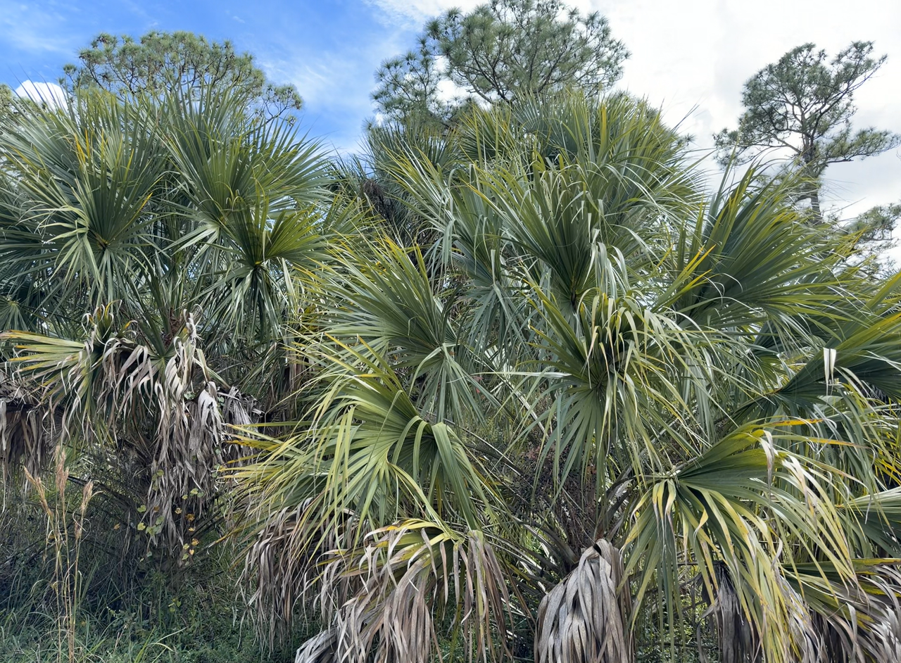 [Image: South-Of-Lake-Okee-Chobee12.png]