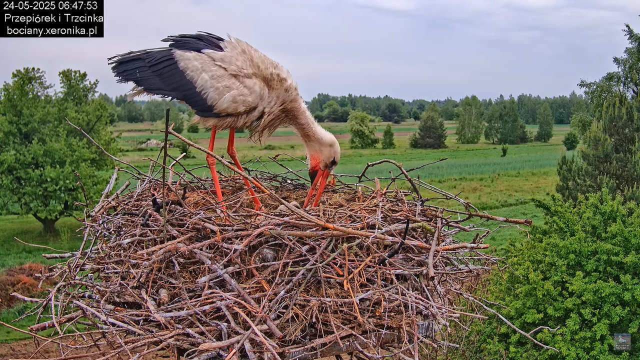 24052025bociany11