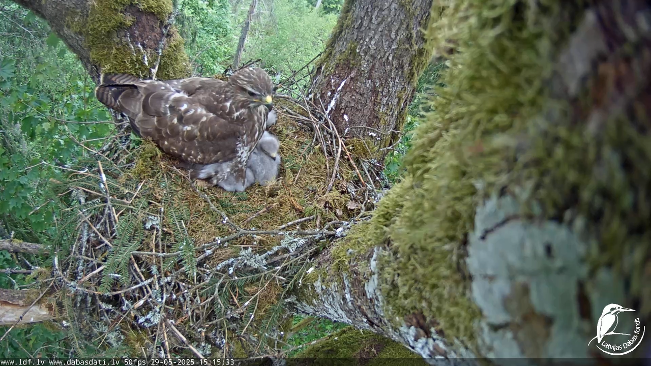 Melnās klijas (Milvus migrans) Kurzemē_ peļu klijāni (Buteo buteo) 11-50-23 screenshot