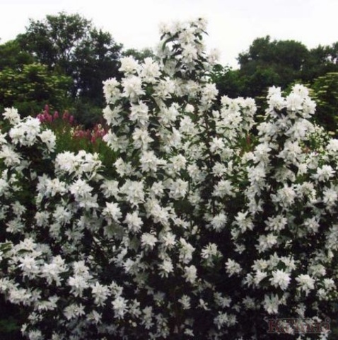 chubushnik-gornostaeva-mantiya.html