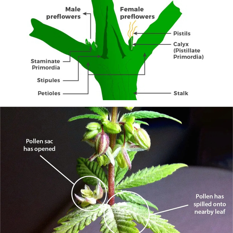 Cannabis Plant Anatomy and Flowering Phase