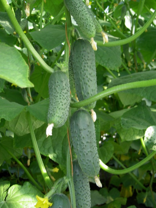 ОГурец Герман