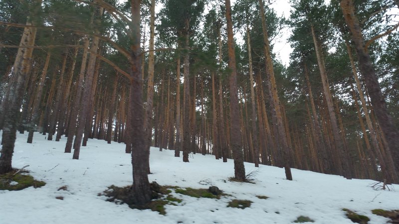 Paseando por España-1991/2016 - Blogs de España - PUERTO DE NAVACERRADA Y COTOS-2006/2009/2013/2016-MADRID (63)
