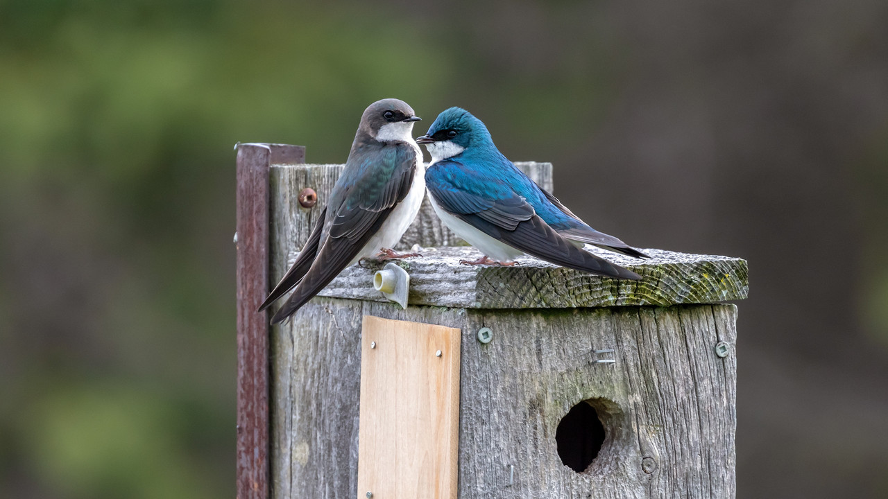 209A6353_Tree swallow