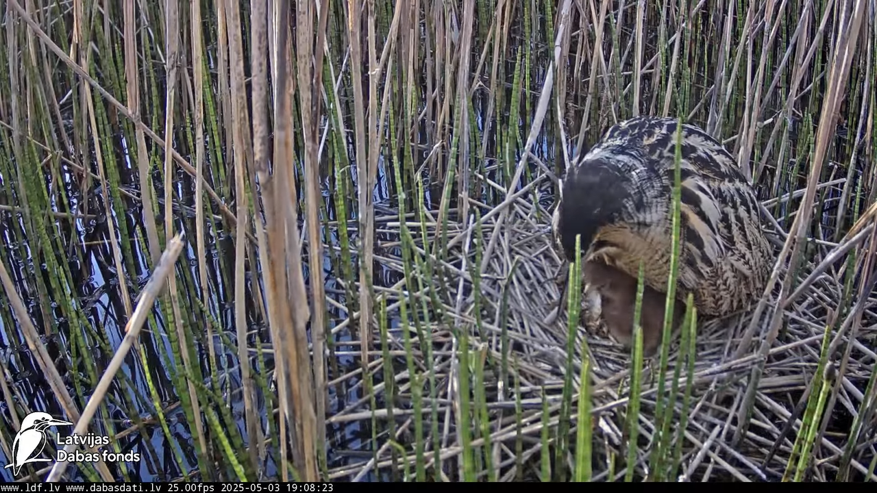 LDF Lielais dumpis (Botaurus stellaris) Zemītes pagastā 11-28-23 screenshot