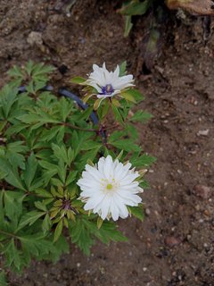 IMG_20240427_113155