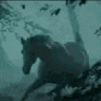 this-equine-day-av5.gif
