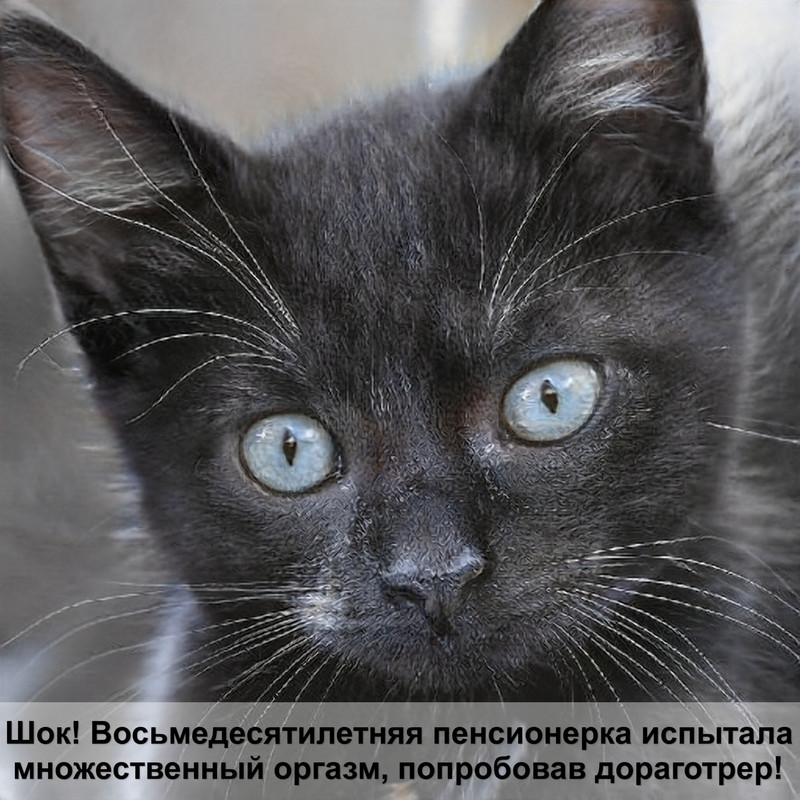 сиамская кошка окрас табби