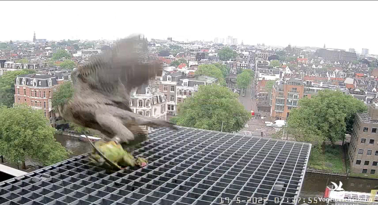 Amsterdam/Rijksmuseum screenshots © Beleef de Lente/Vogelbescherming Nederland - Pagina 3 Video-2022-05-19-073924-Moment-4