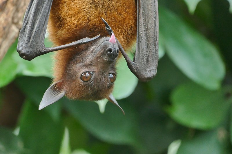 drunk animal