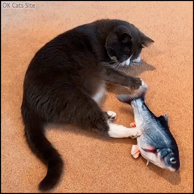 Xmas-Cat-GIF-Tuxedo-cat-enjoys-his-new-Xmas-toy-an-animated-floppy-fish-ok-cats-site-com.gif