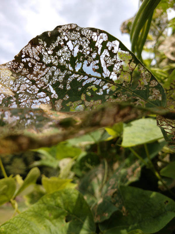 R34 Oaxacan Cream IMG_20200828_140302418