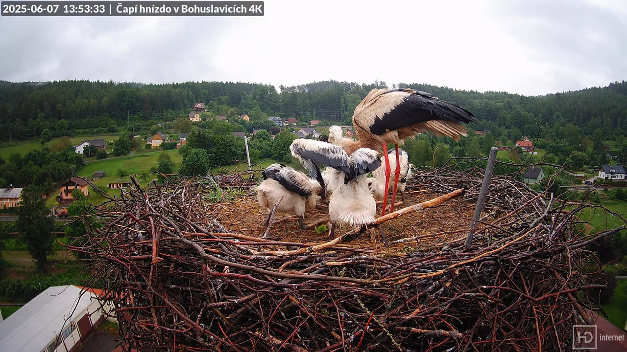 Živě z čapího komína firmy KARA v Bohuslavicích u Trutnova 9-54-16 screenshot