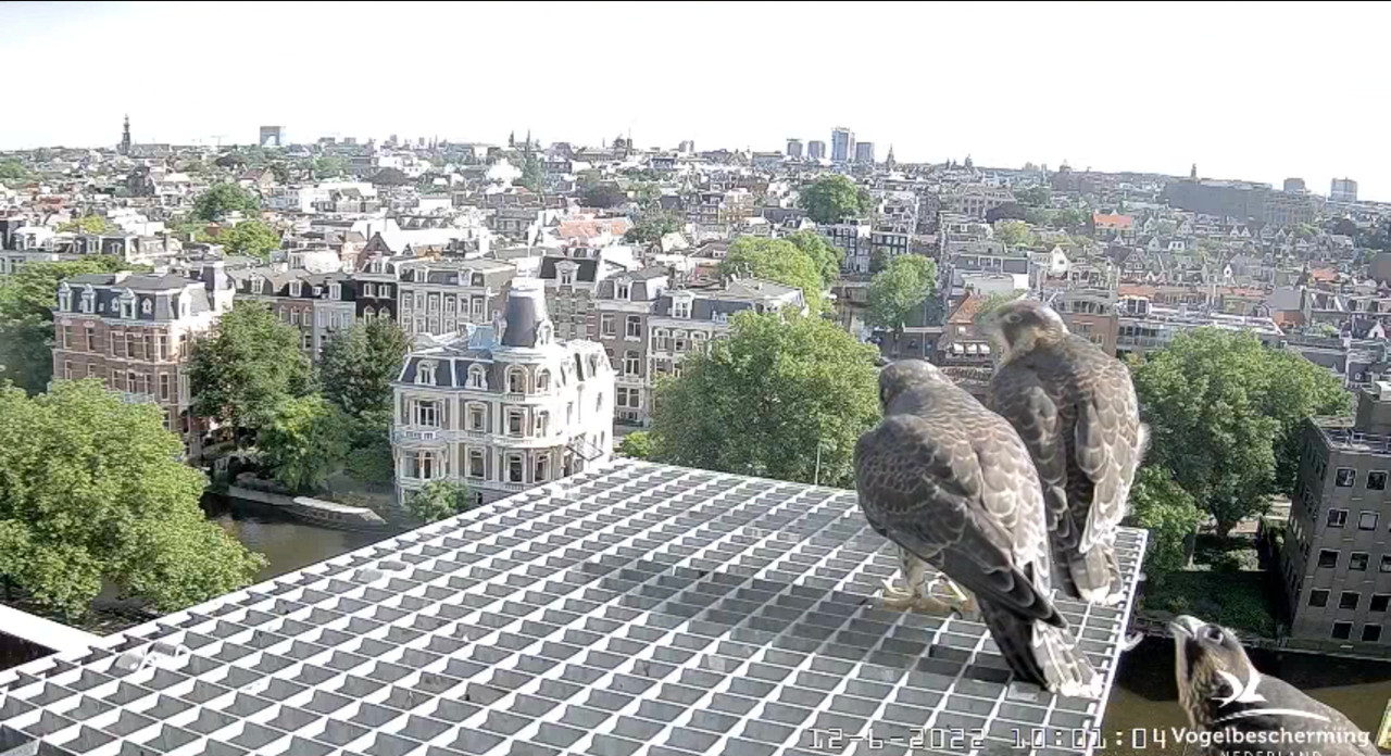 Amsterdam/Rijksmuseum screenshots © Beleef de Lente/Vogelbescherming Nederland - Pagina 25 Video-2022-06-12-100536-Moment-2