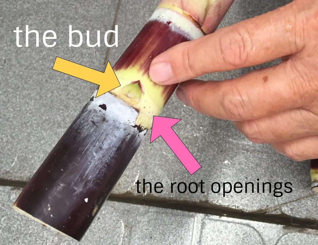 the-bud-and-root-of-sugarcane.jpg