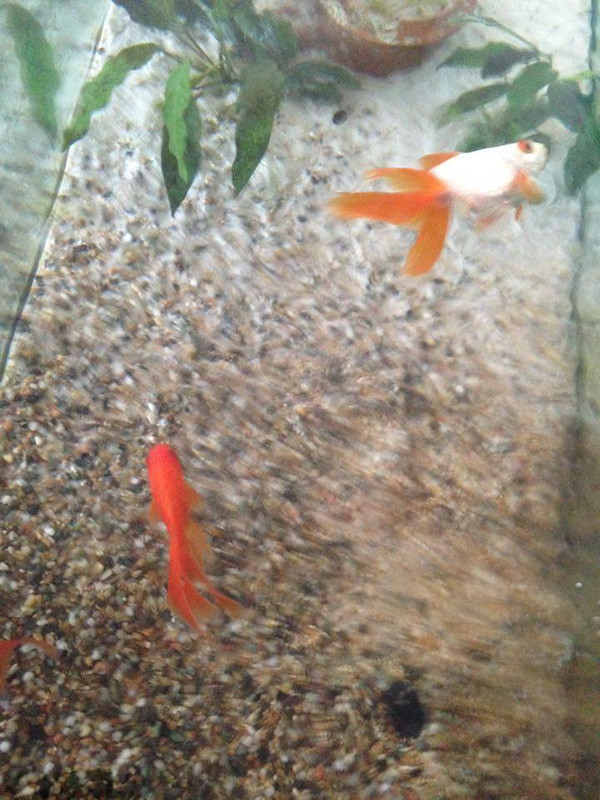 13625191_10210150194739468_1685429814_n (1)