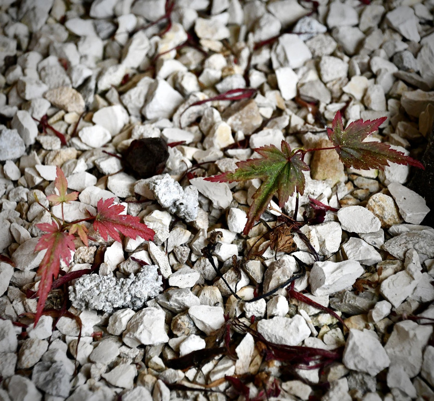 8AA2DF06-A71A-4011-BB04-6D8315159305_1_201_a