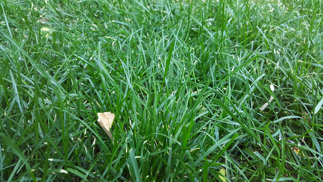grass pic 8