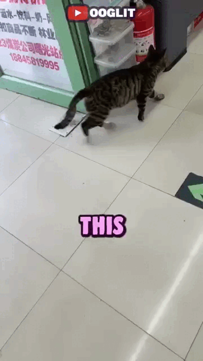 Cats-10.gif