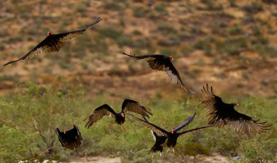 Más de 150 buitres en peligro de extinción fueron envenenados en África