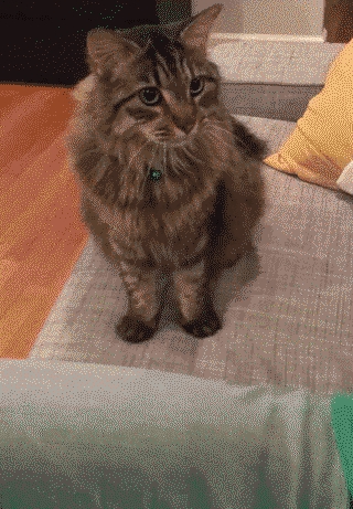 cathandscfa7c274a16f9af7f7277386478ab280.gif