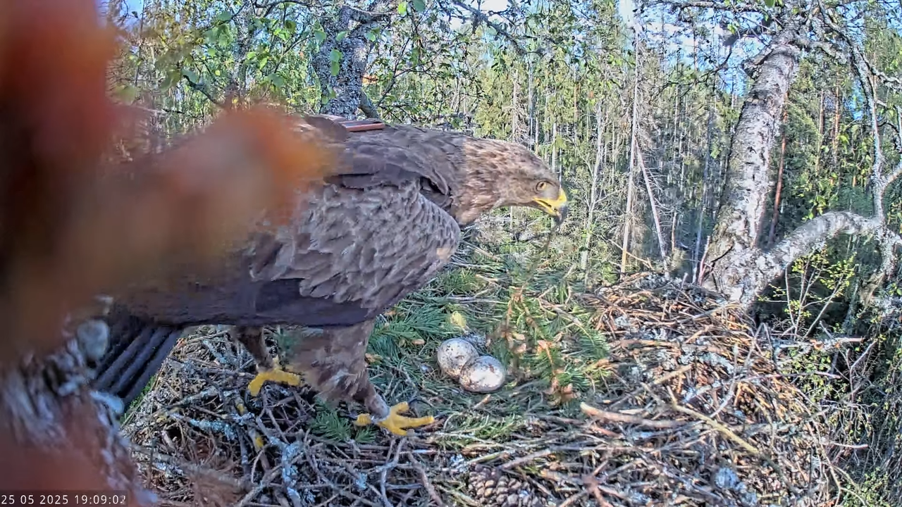 Väike-konnakotkas __ Clanga pomarina __ Lesser Spotted Eagle 15-38-52 screenshot