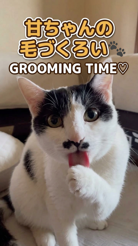 🐱 Ama-chan Is Grooming for the Camera?
🐱 カメラを気にしながら毛づくろいする甘ちゃん