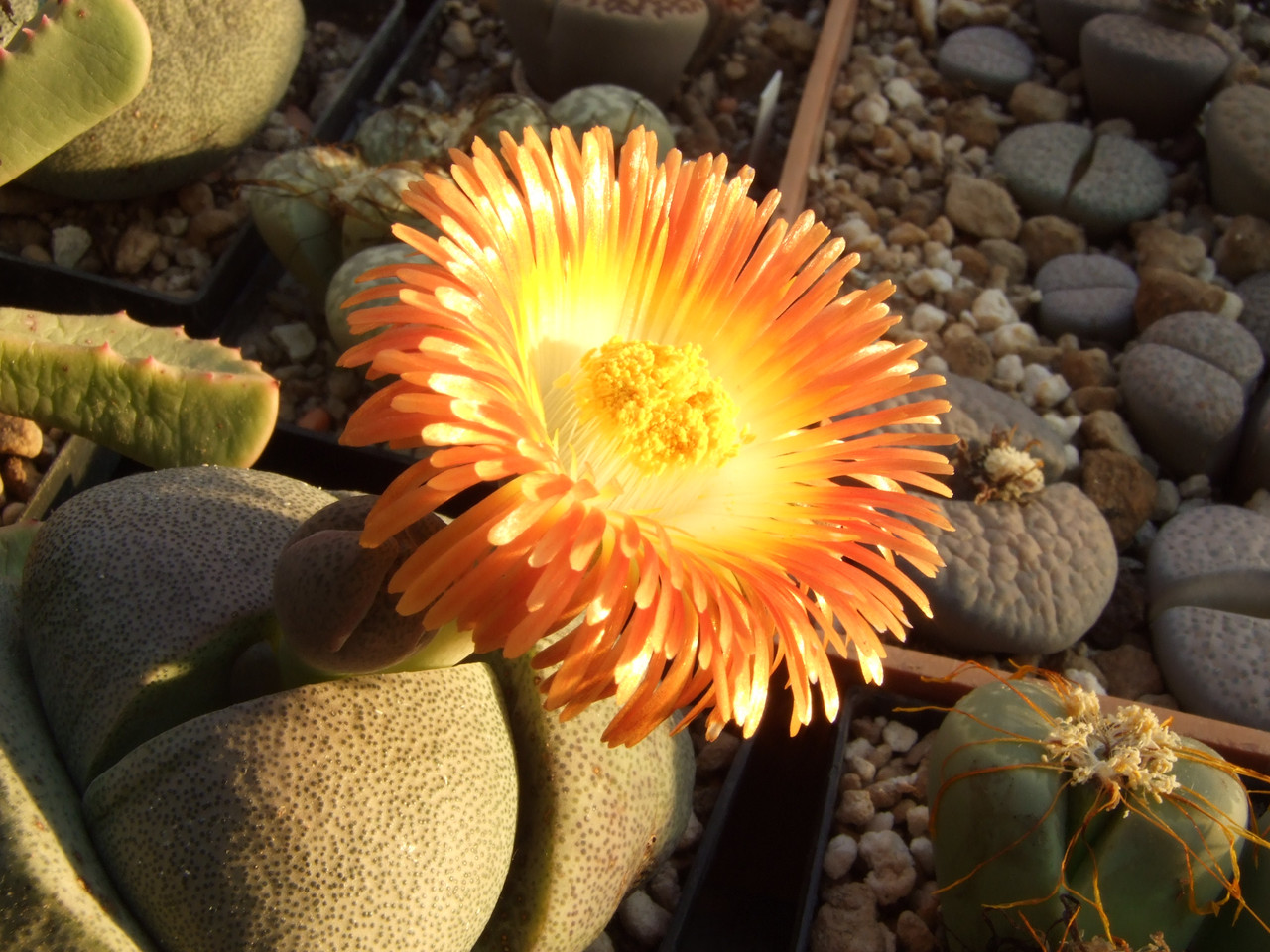 Pleiospilos nelii (20)