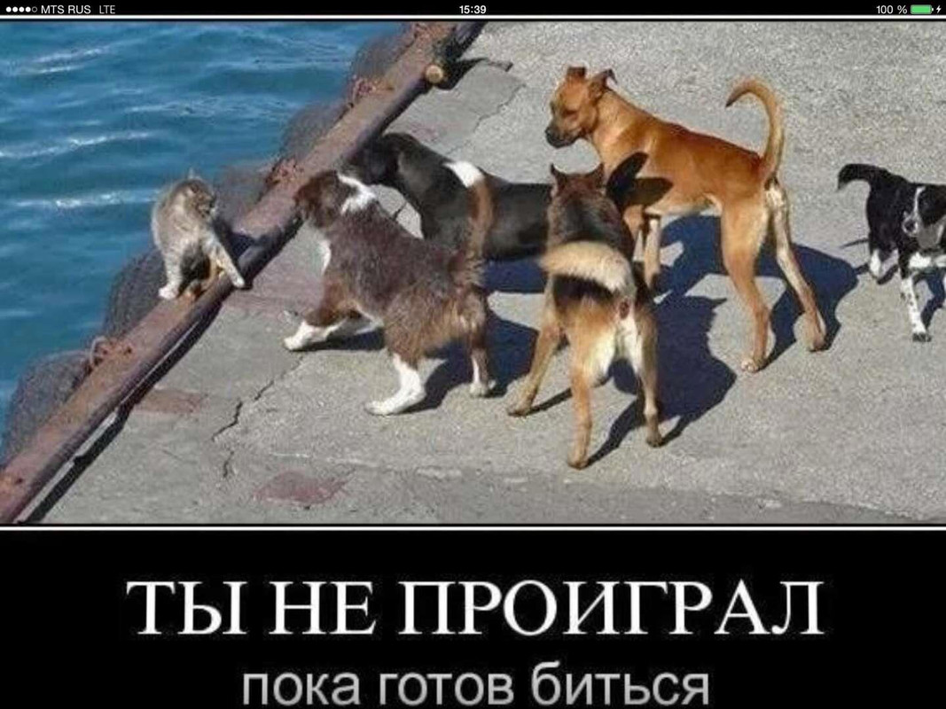 e0e2a93166c94300a596624550859abd.jpg