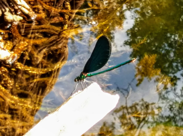 20160806_175404-1
