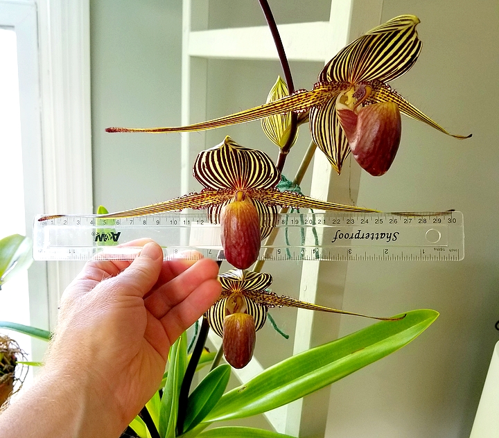 roth MM 2019 30cm - Copy