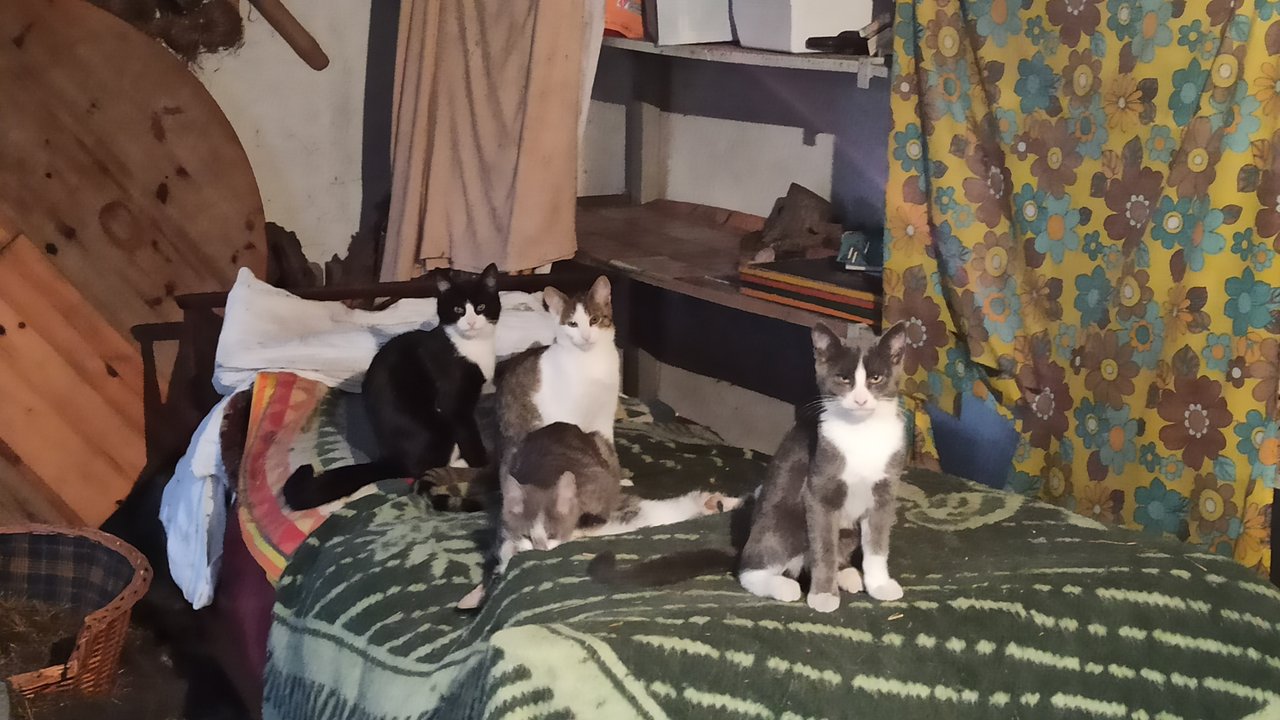 https://i.postimg.cc/Wbvr1K95/IMG-20210310-173551.jpg