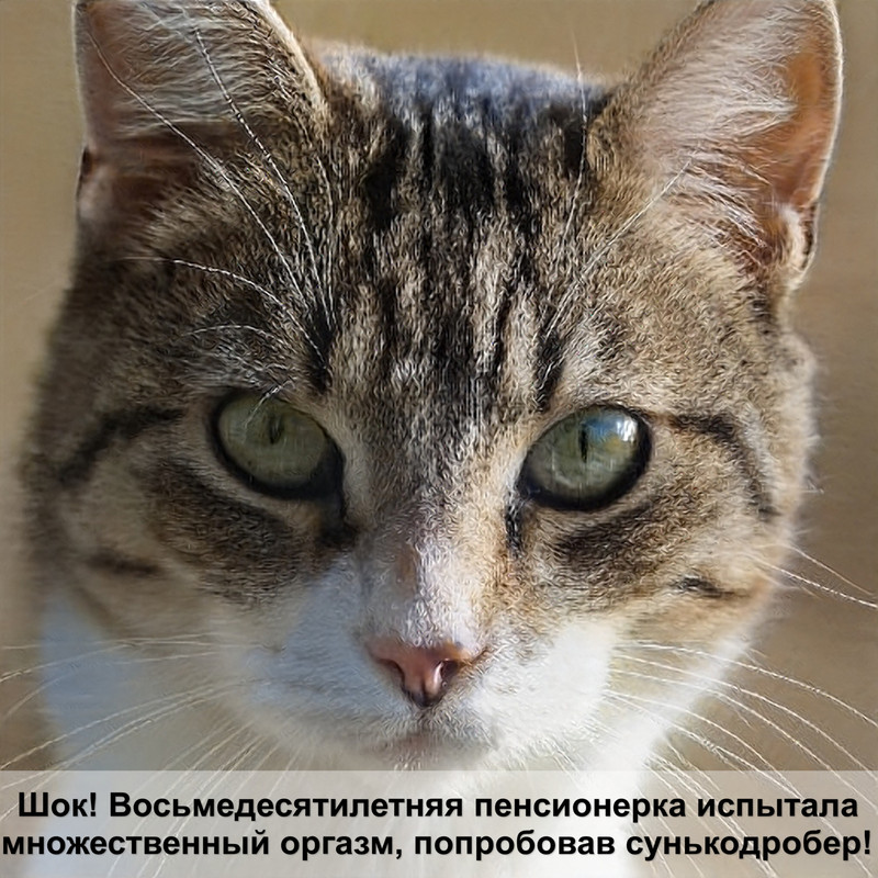 фото котов и кошек