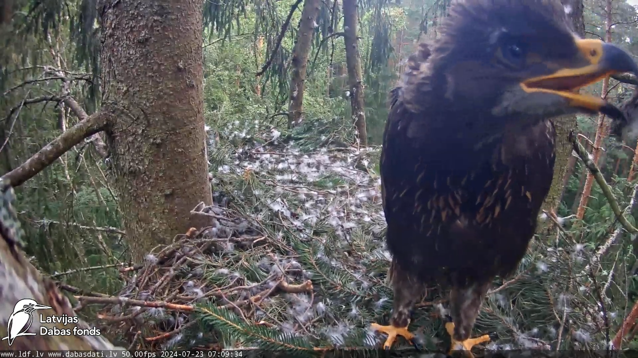 Mazais ērglis (Clanga pomarina), ligzda eglē __ Lesser spotted eagle in spruce, Zemgale, Latvia 14-3