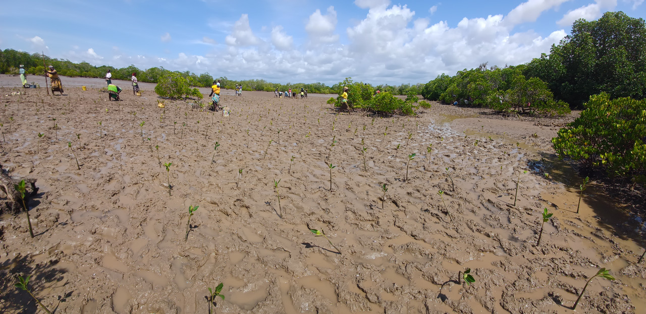 Planting-Mangroves
