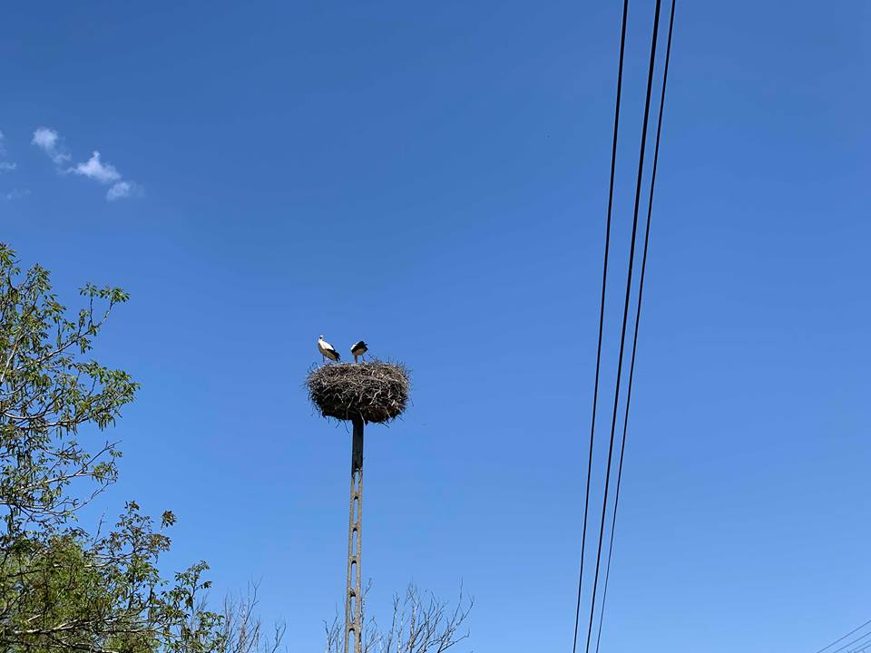 2019-04-21  Pákozdi gólyák  2