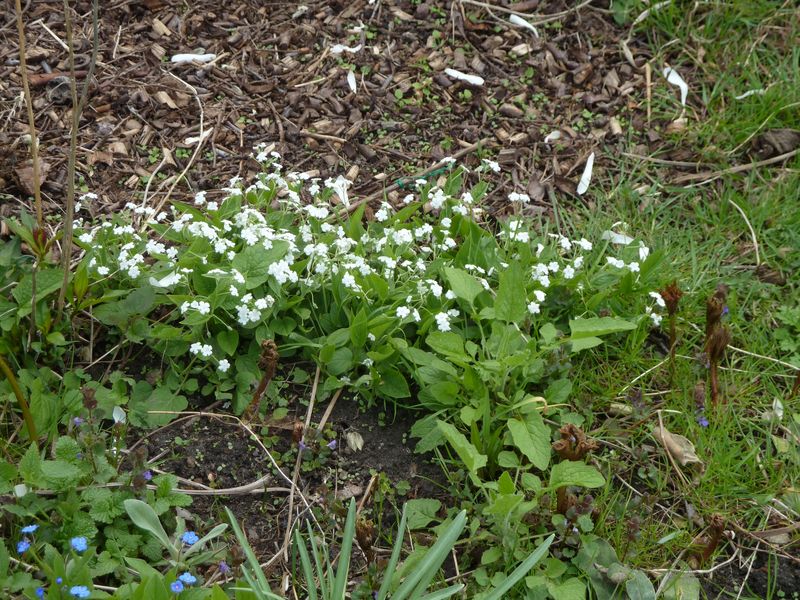 2013-04-29 Gedenkemein weiß