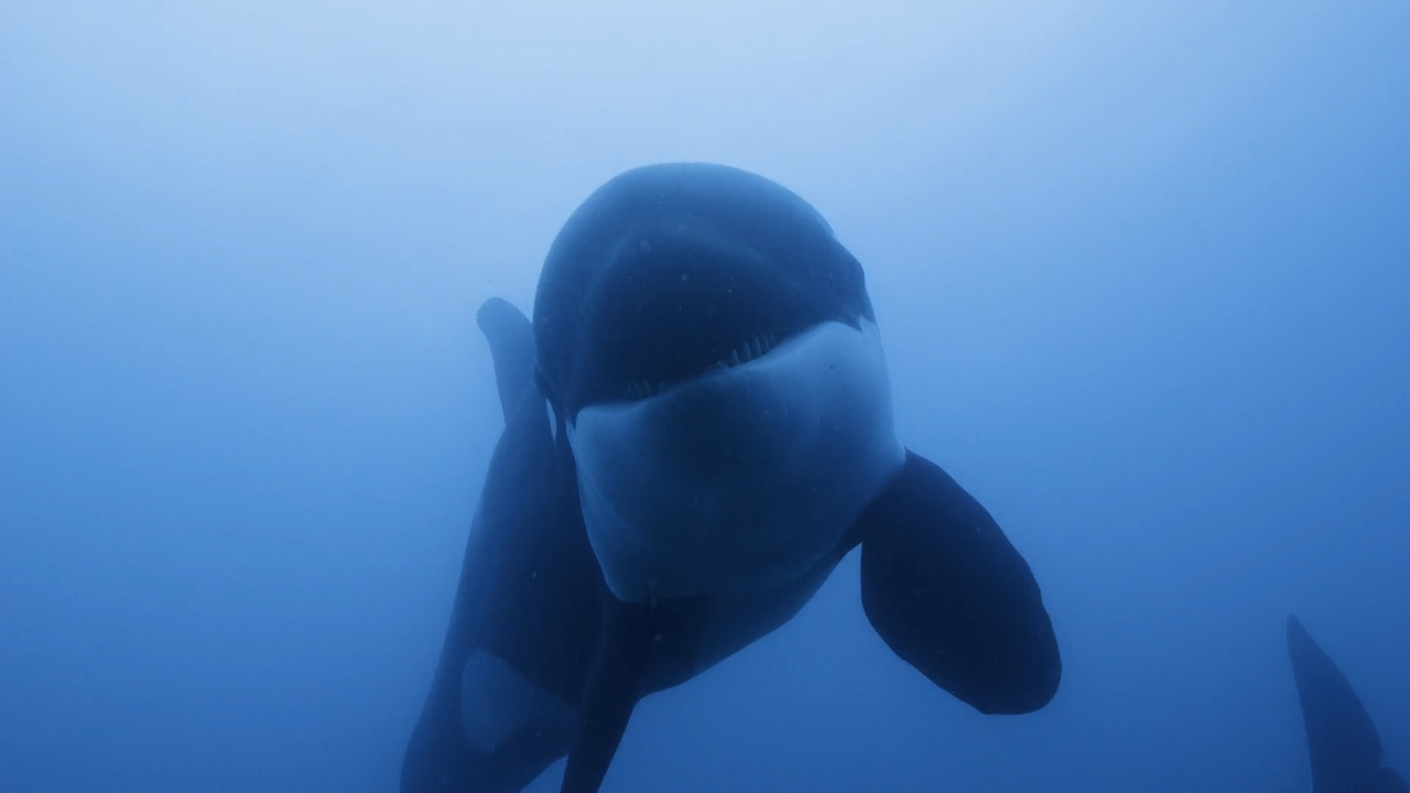 Secrets.of.the.Whales.S01E01.Le.regine.delle.orche.iTALIAN.MULTI.1080p.DSNP.WEB-DL.DDP5.1.H.264-MeM.