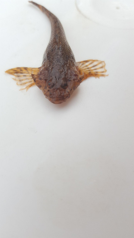 Minnow2