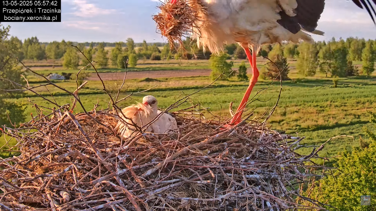 13052025bociany9