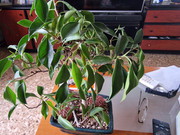 Pérdida de hojas bonsai Ficus Retusa 20231008-084546