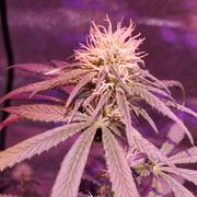 IMG-20200714-154158-291