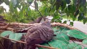 Taman-Jerai-AIMST-(2)
