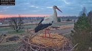 19032026 Przylot pierwszego bociana 8