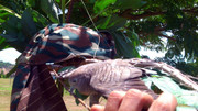 Bandar-Perdana-SP-180513-(2)