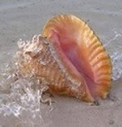 conchshell-1