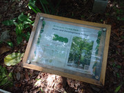 Arroceros-Forest-Park-Manila-Bagras20260715-141900
