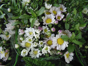 27.18.flower fair XVIII